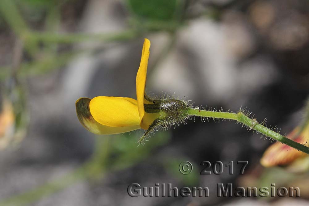 Bolusafra bituminosa