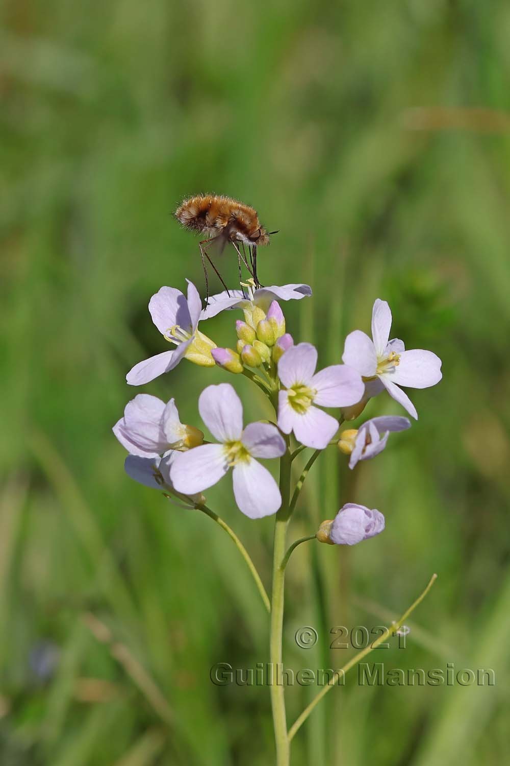 Bombylius major