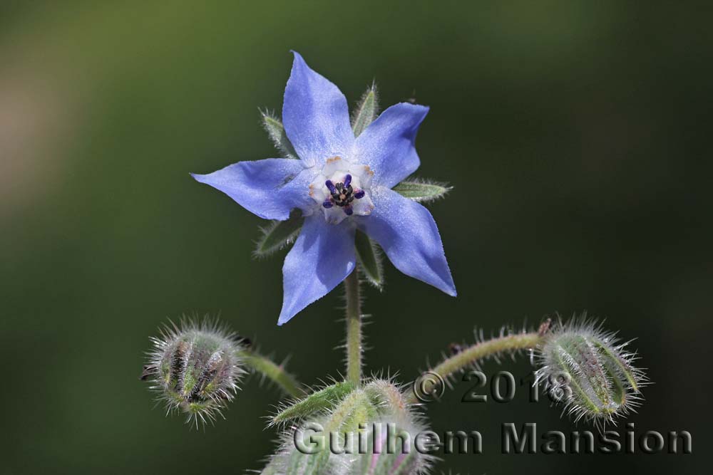 Borago officinalis