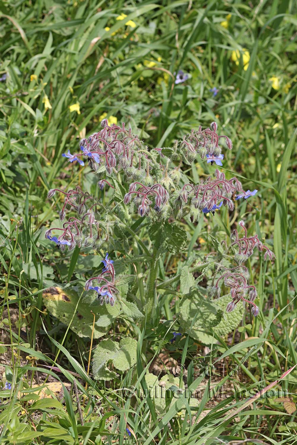 Borago officinalis