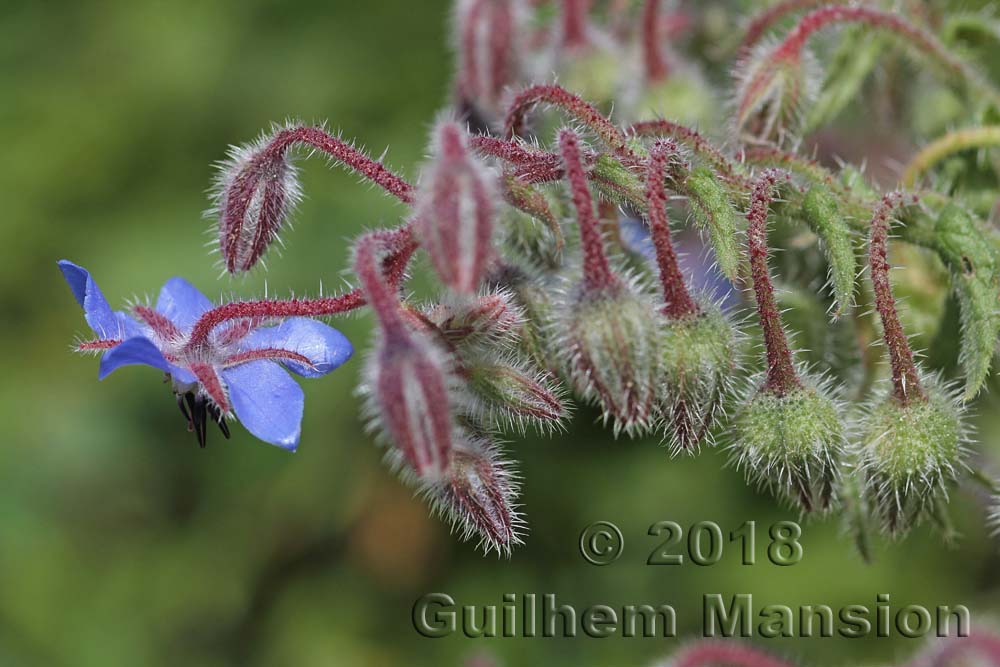 Borago officinalis