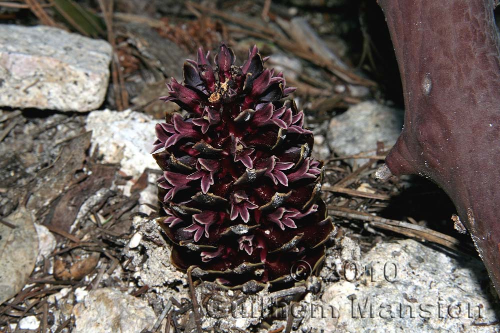 Famille - Orobanchaceae