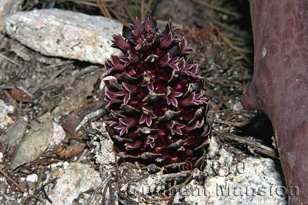 Boschniakia strobilacea