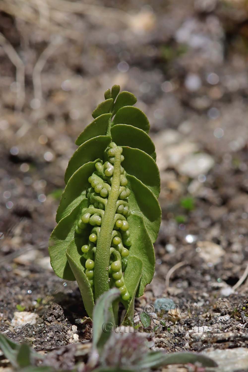 Botrychium lunaria