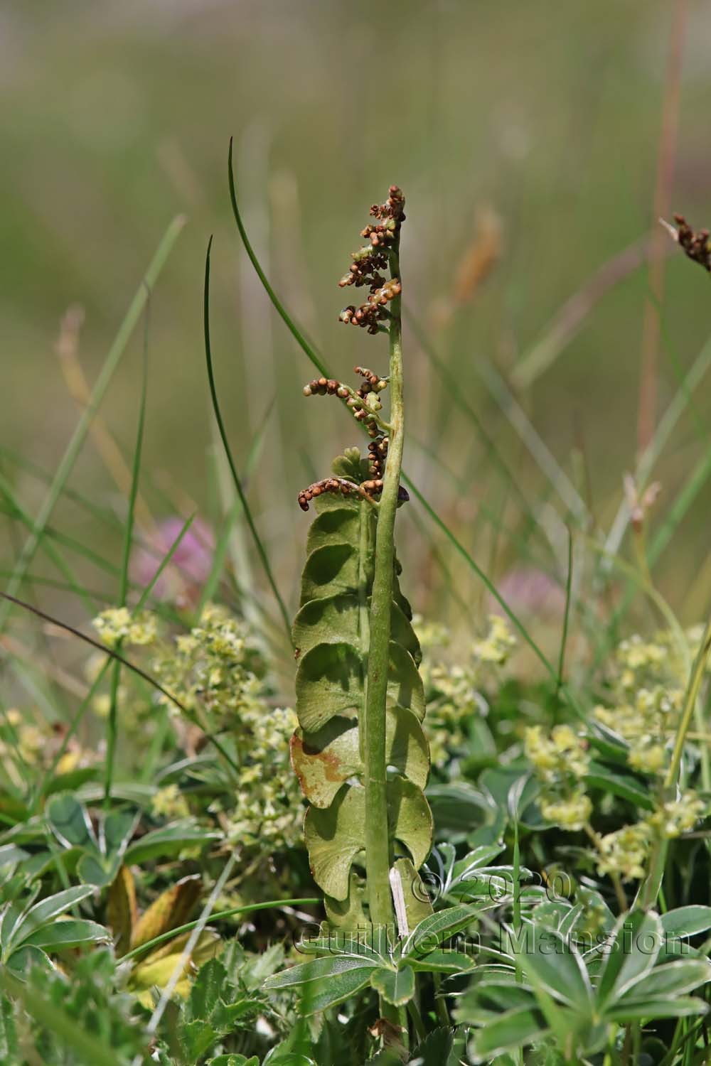 Botrychium lunaria