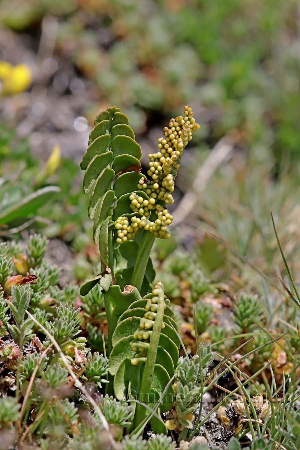 Botrychium lunaria