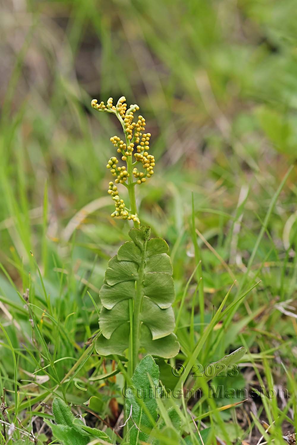 Botrychium lunaria