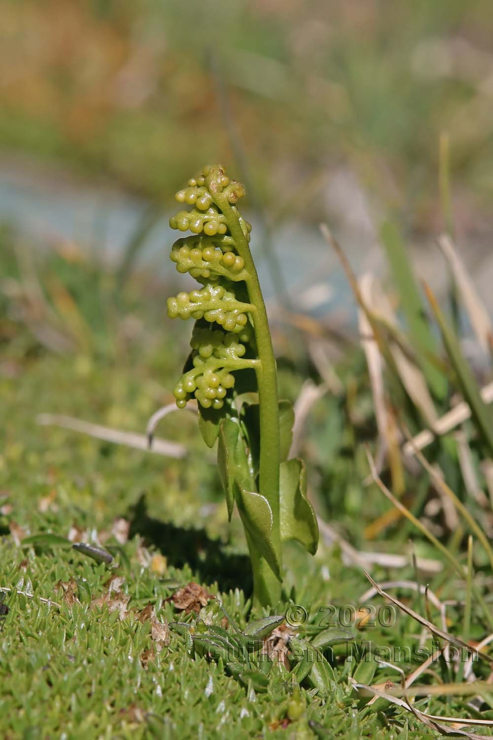 Botrychium lunaria