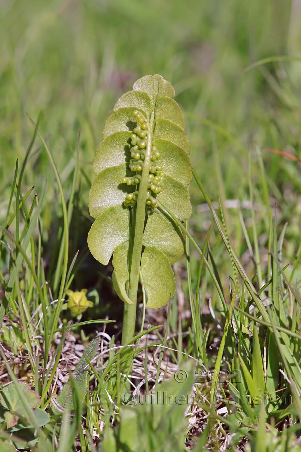 Botrychium lunaria