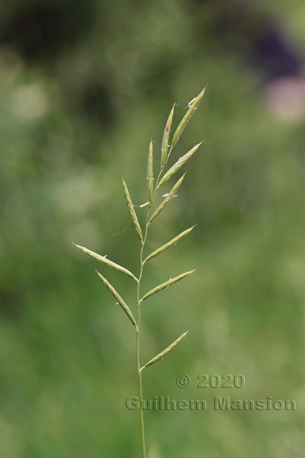 Brachypodium pinnatum