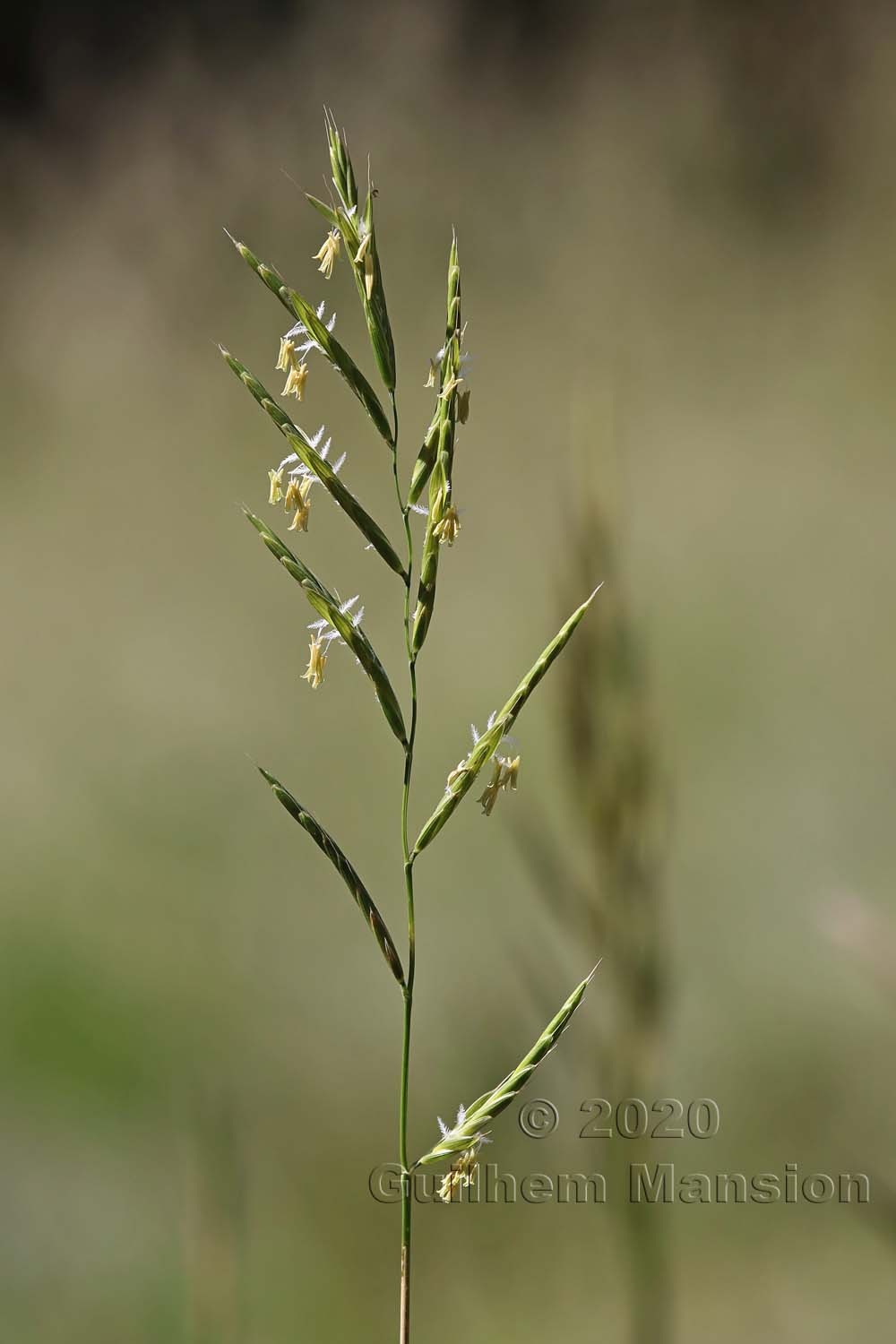 Brachypodium pinnatum