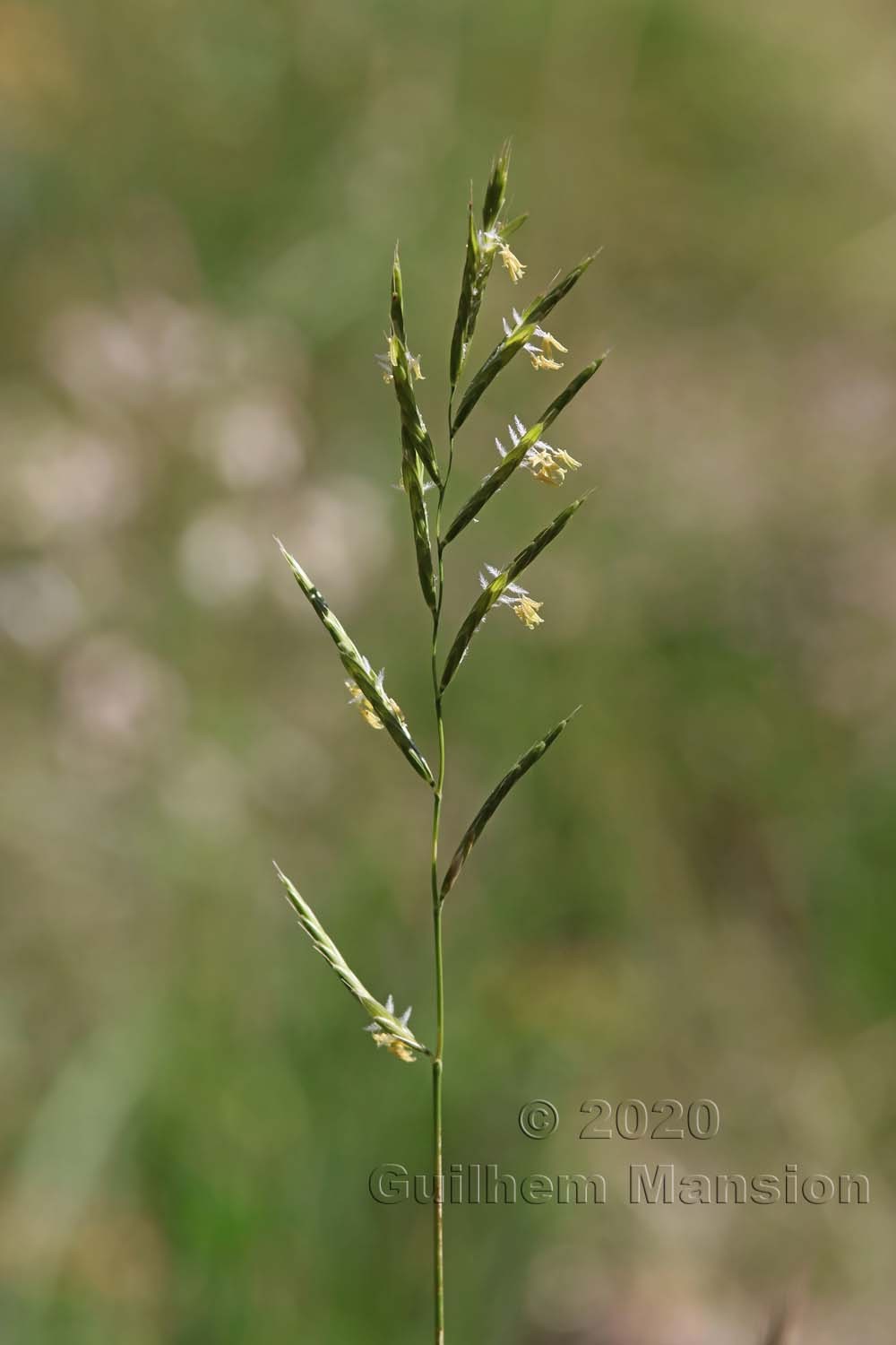 Brachypodium pinnatum