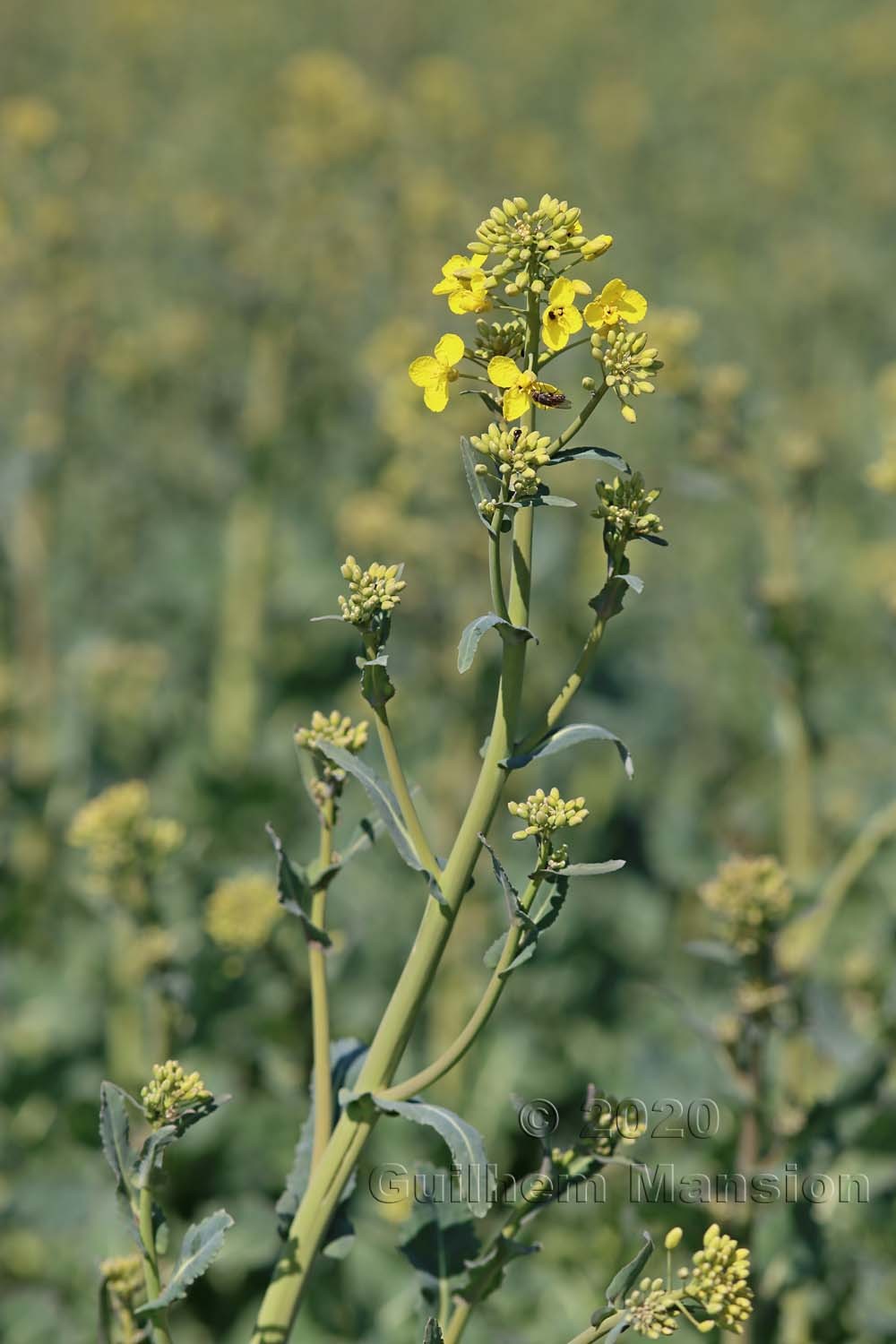 Brassica napus