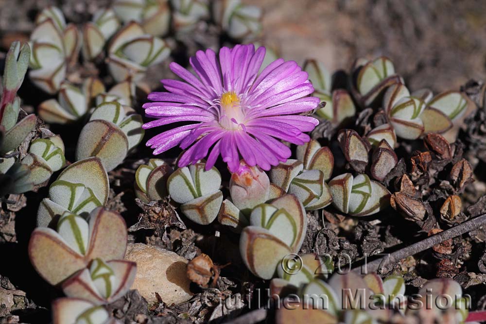 Braunsia maximiliani