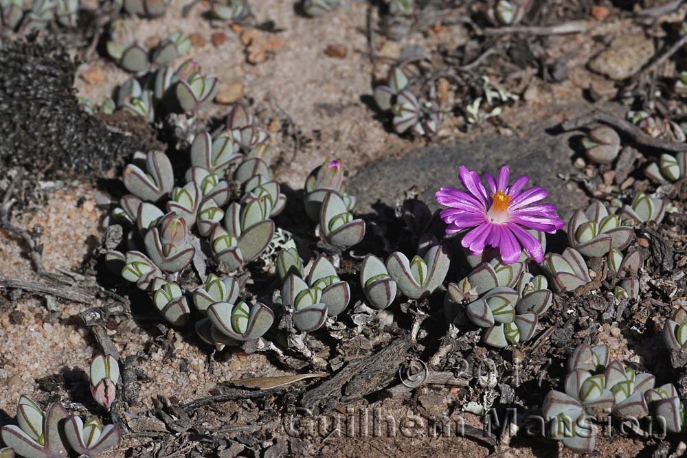 Braunsia maximiliani