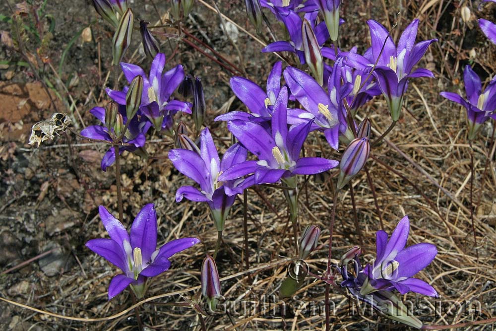 Brodiaea elegans