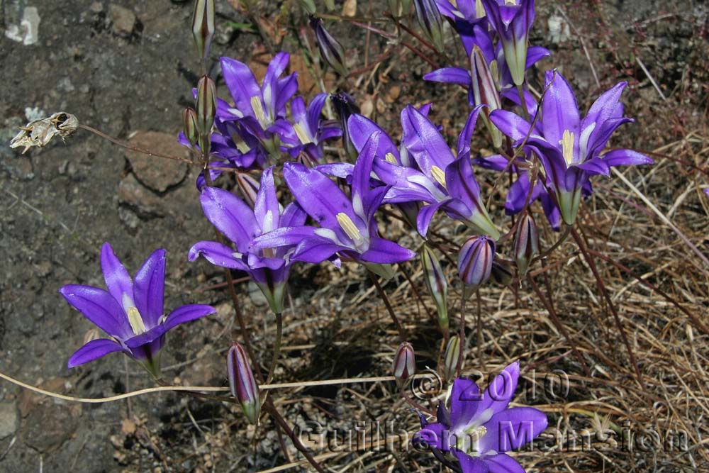 Brodiaea elegans