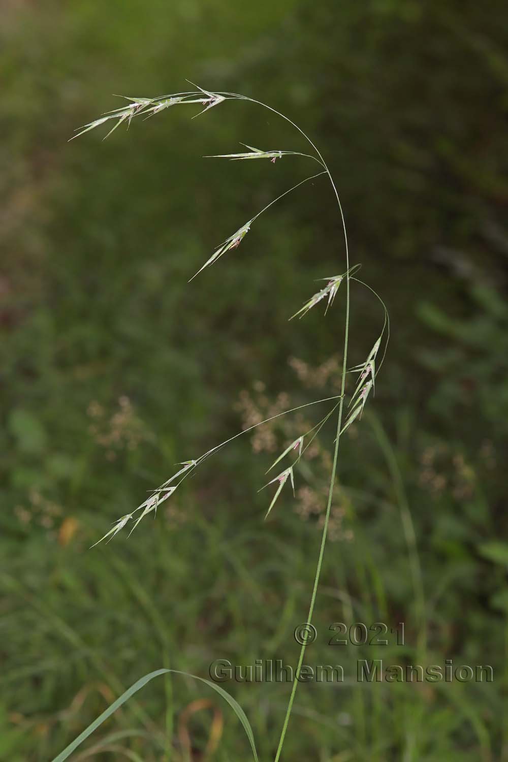 Bromopsis ramosa [Bromus ramosus]