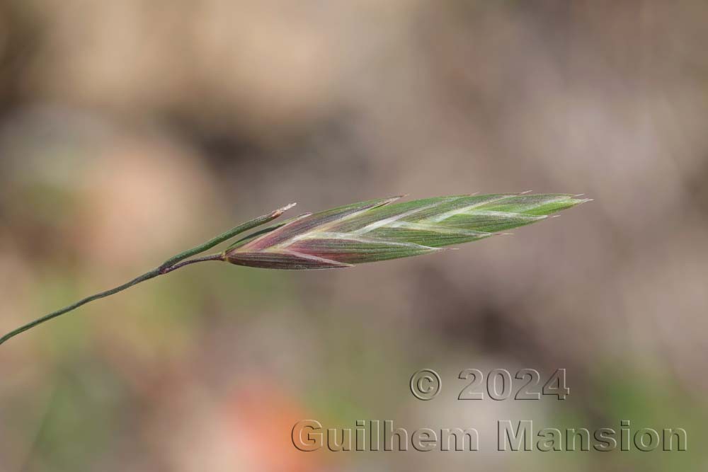 Bromus catharticus