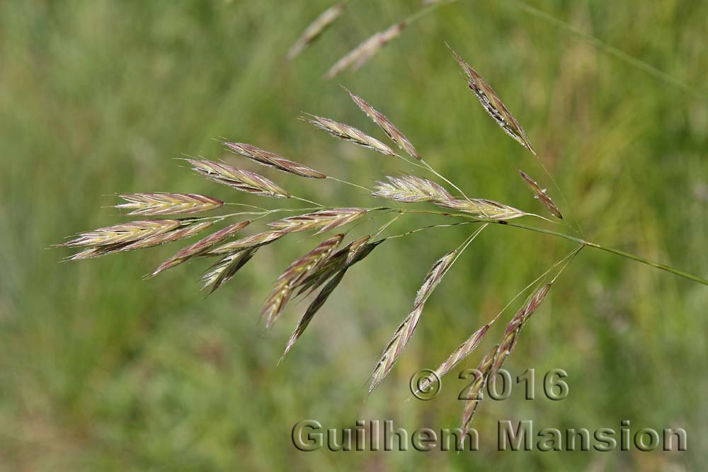 Bromopsis erecta [Bromus erectus]