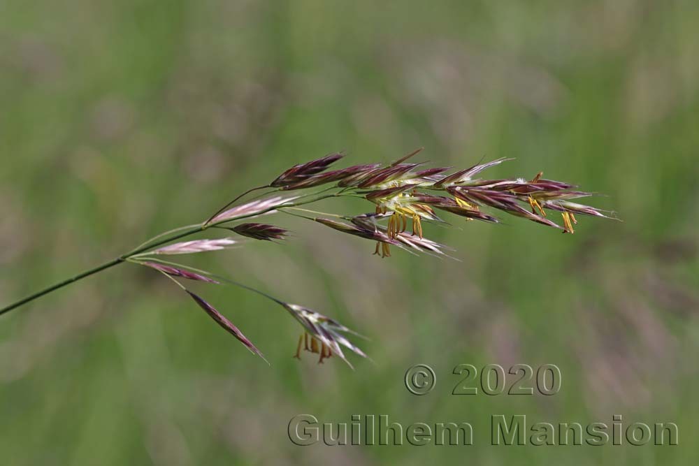 Bromopsis erecta [Bromus erectus]