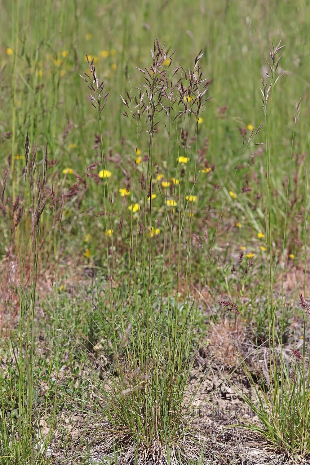 Bromus erectus