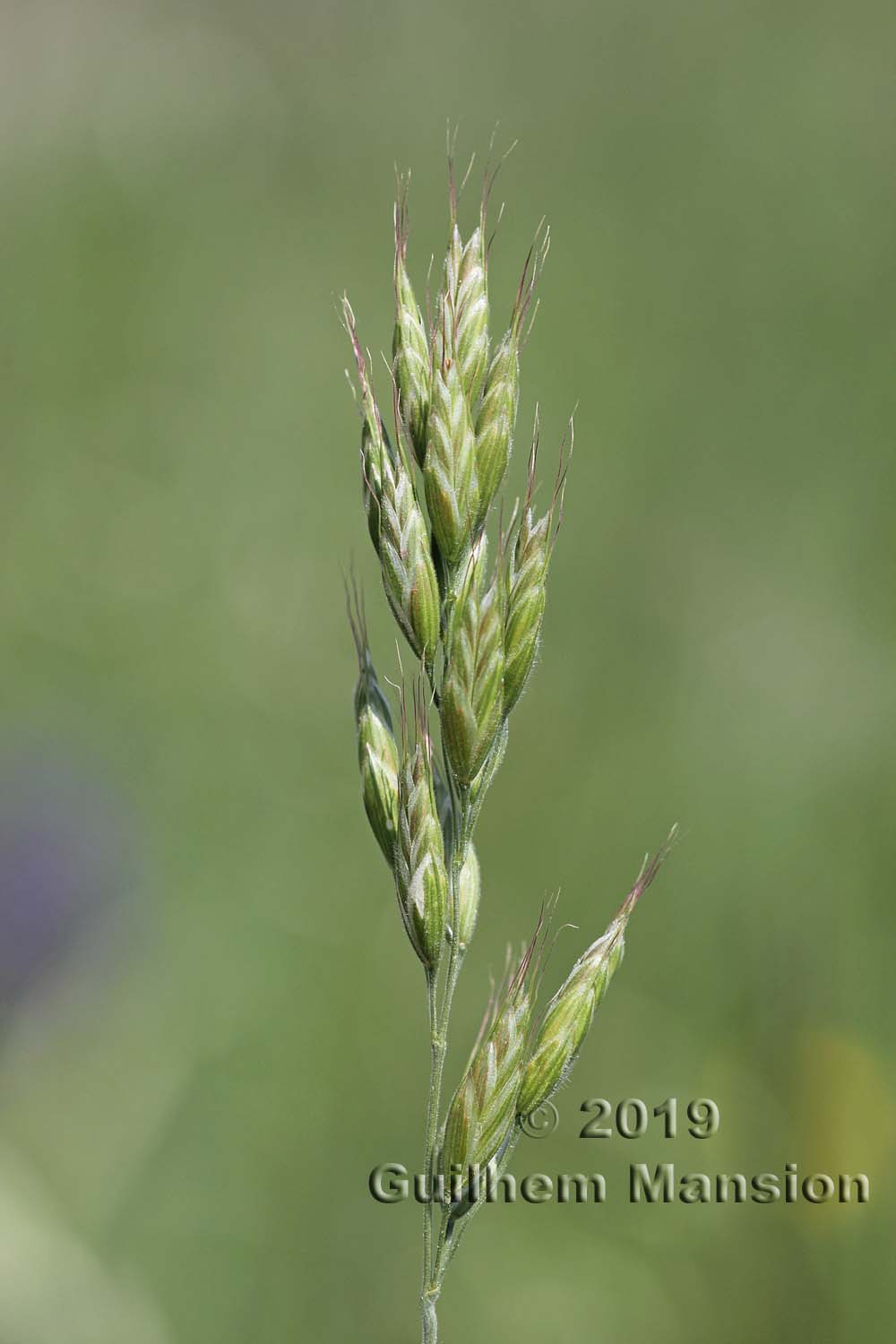 Bromus hordeaceus