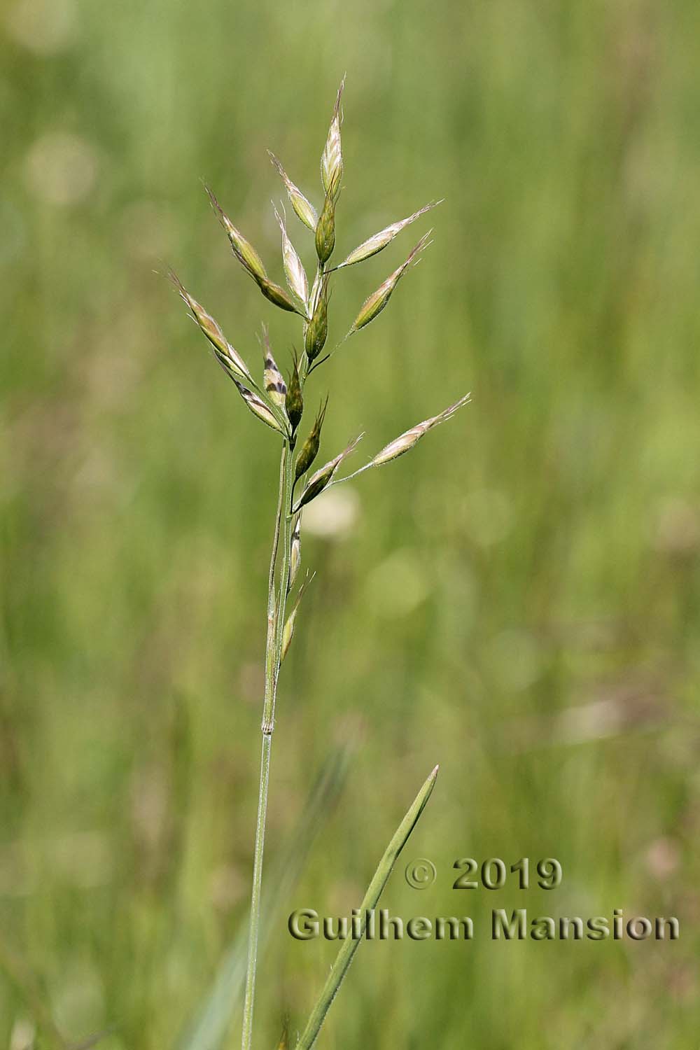 Bromus hordeaceus