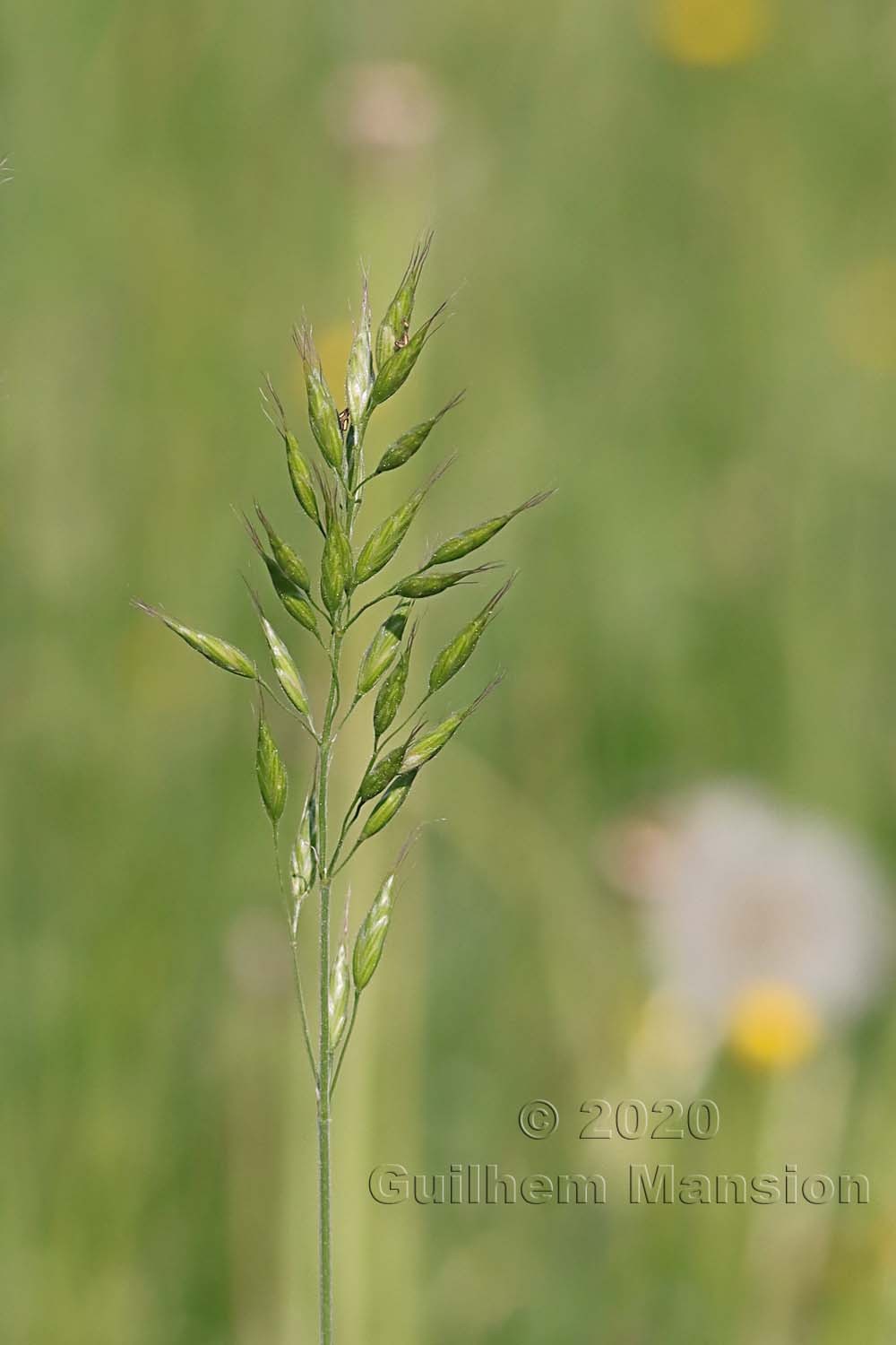 Bromus hordeaceus