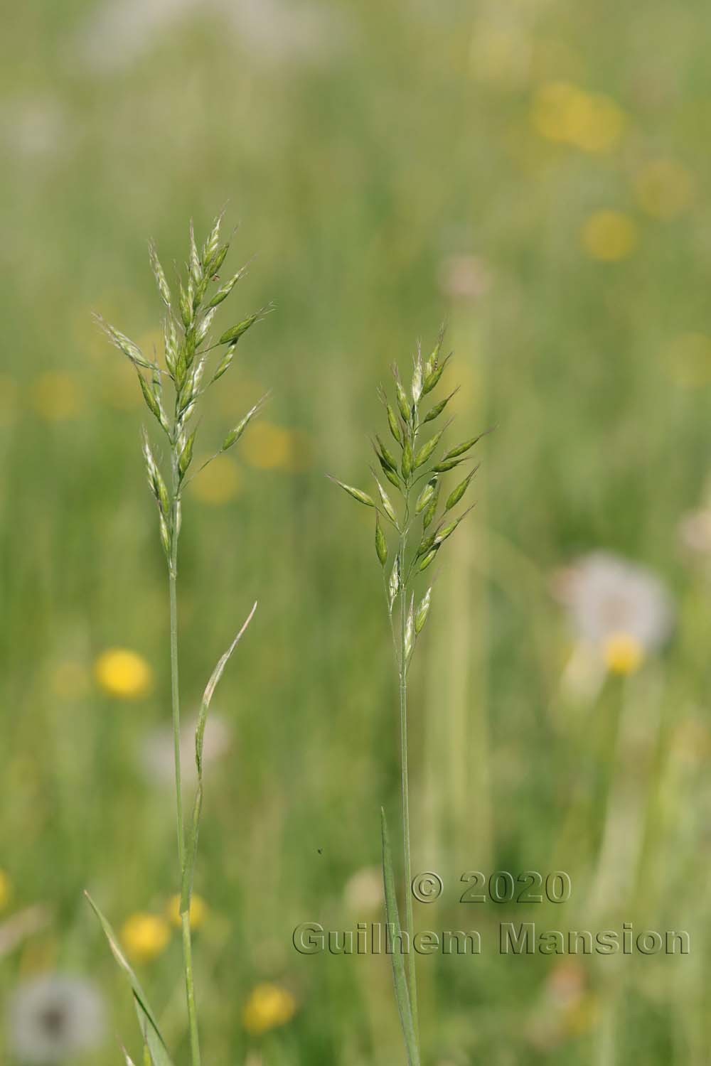 Bromus hordeaceus