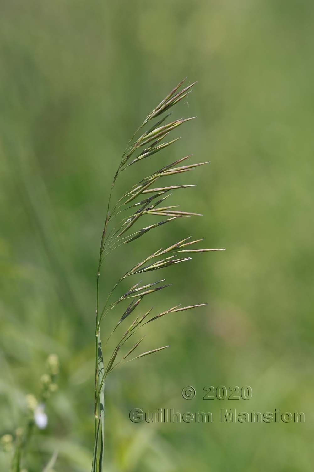 Bromopsis inermis [Bromus inermis]