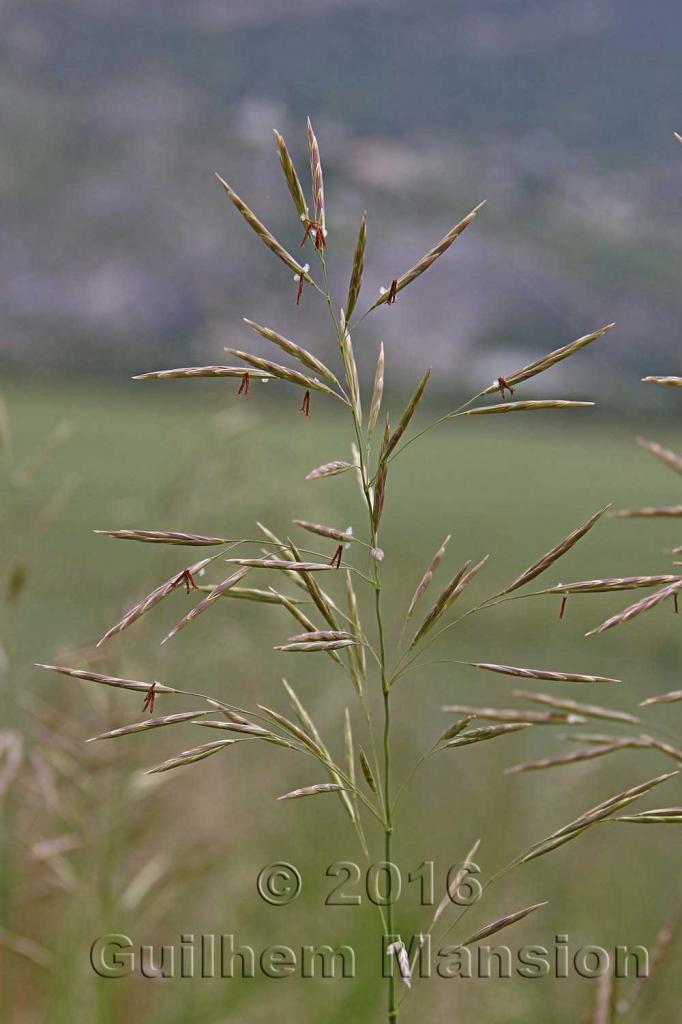 Bromopsis inermis [Bromus inermis]