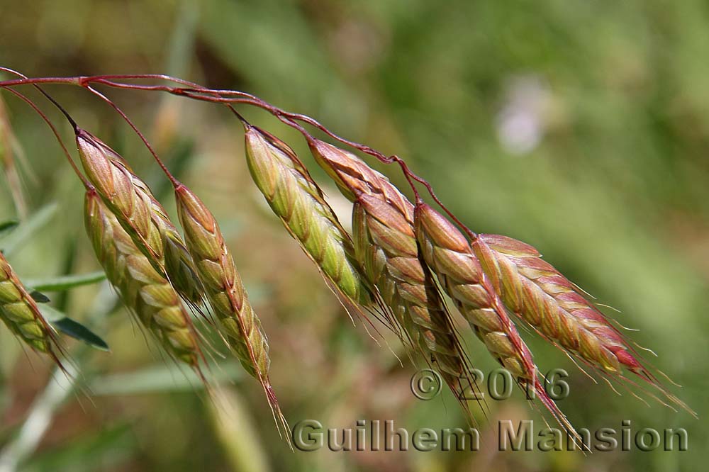 Bromus squarrosus