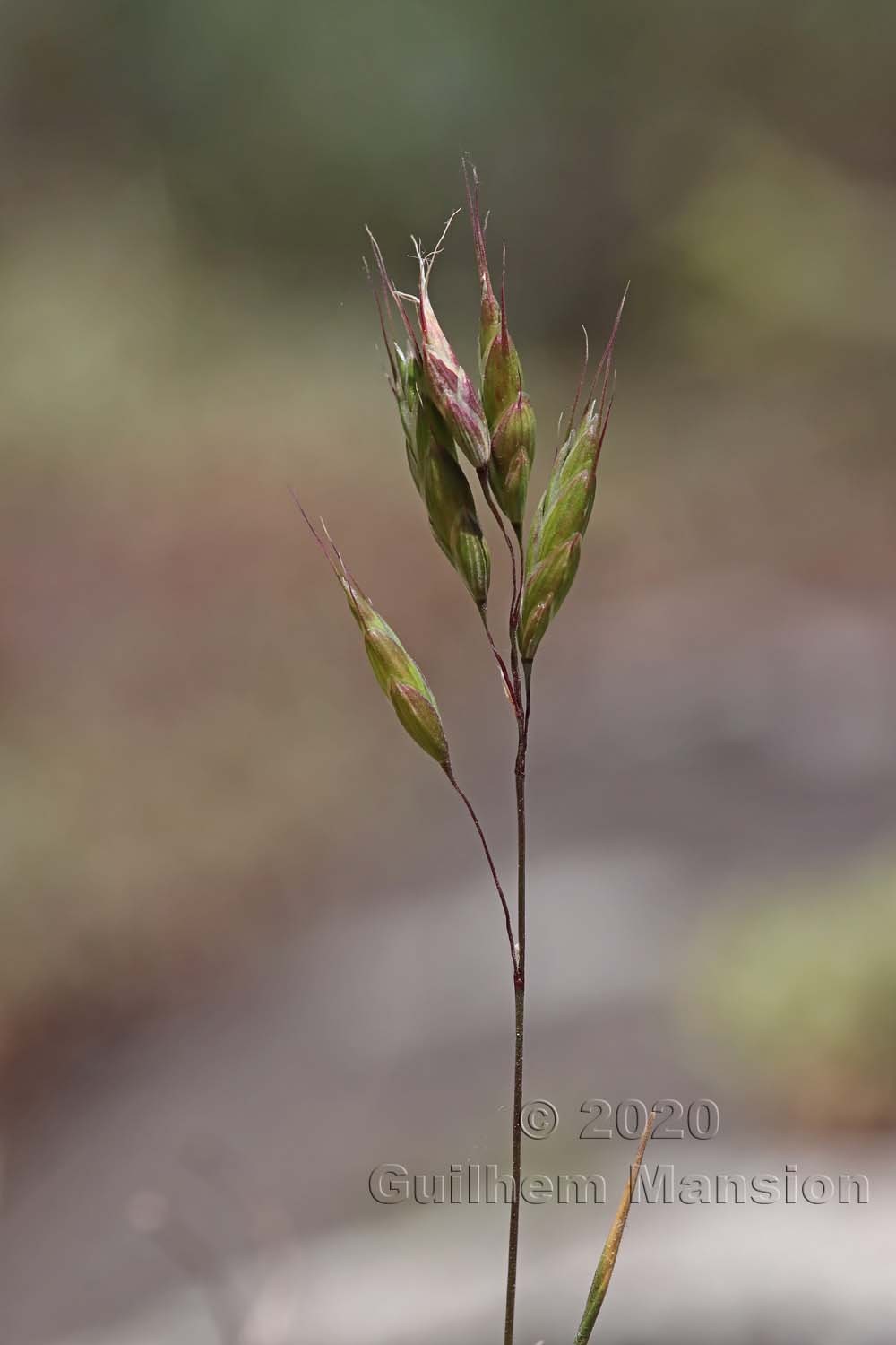 Bromus squarrosus