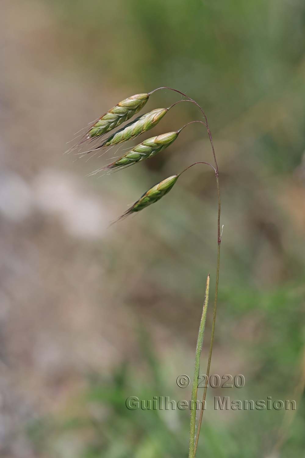 Bromus squarrosus