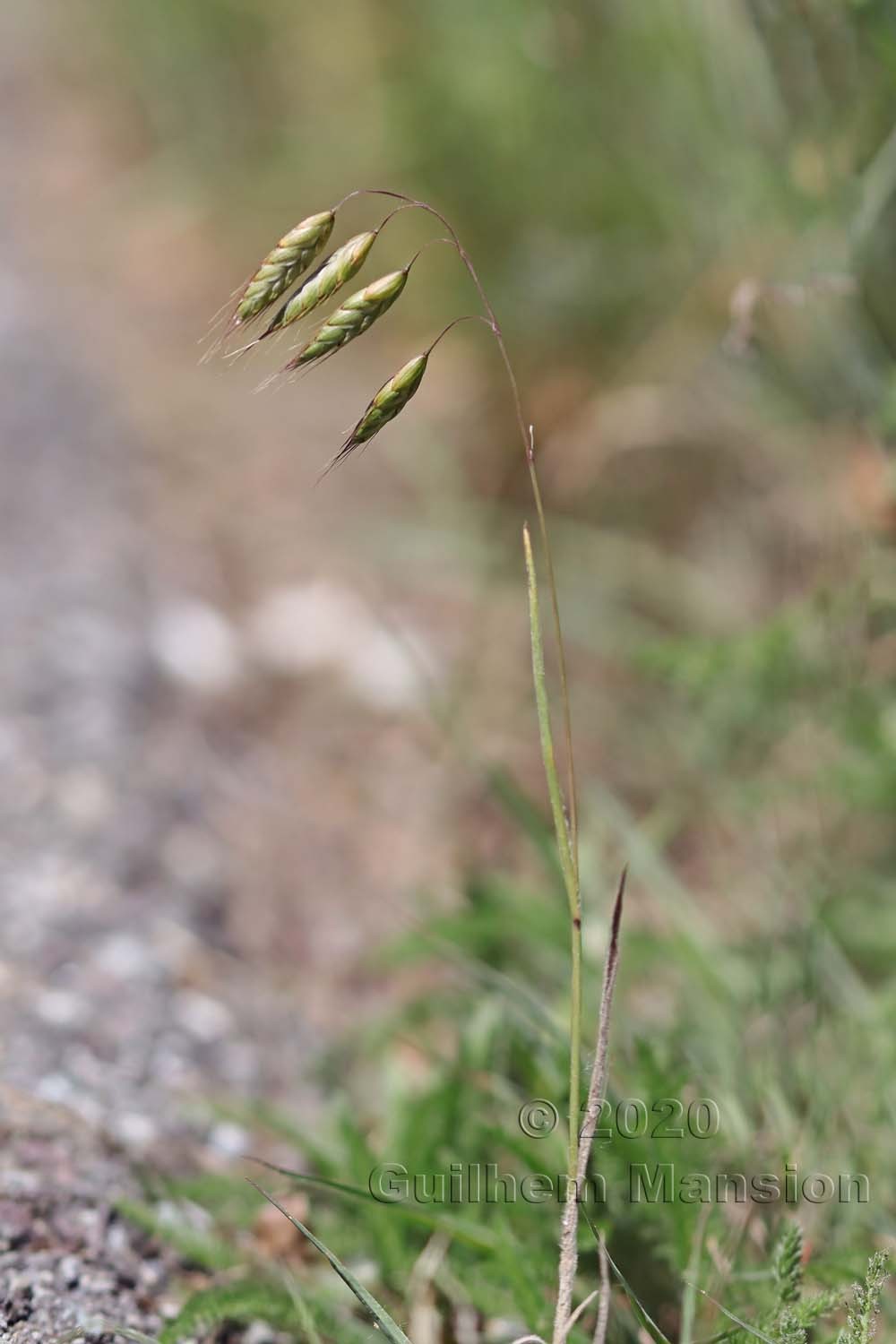 Bromus squarrosus