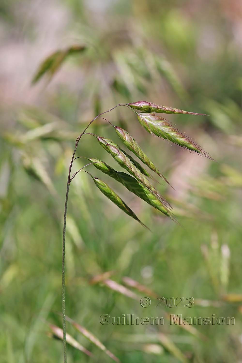 Bromus squarrosus