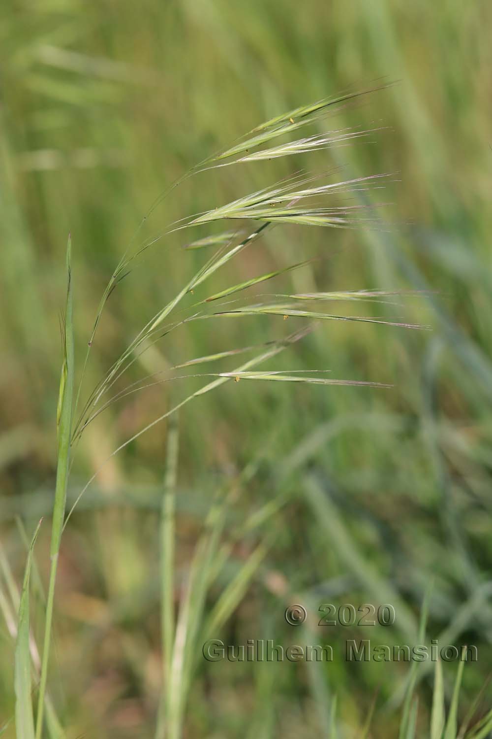 Bromus sterilis