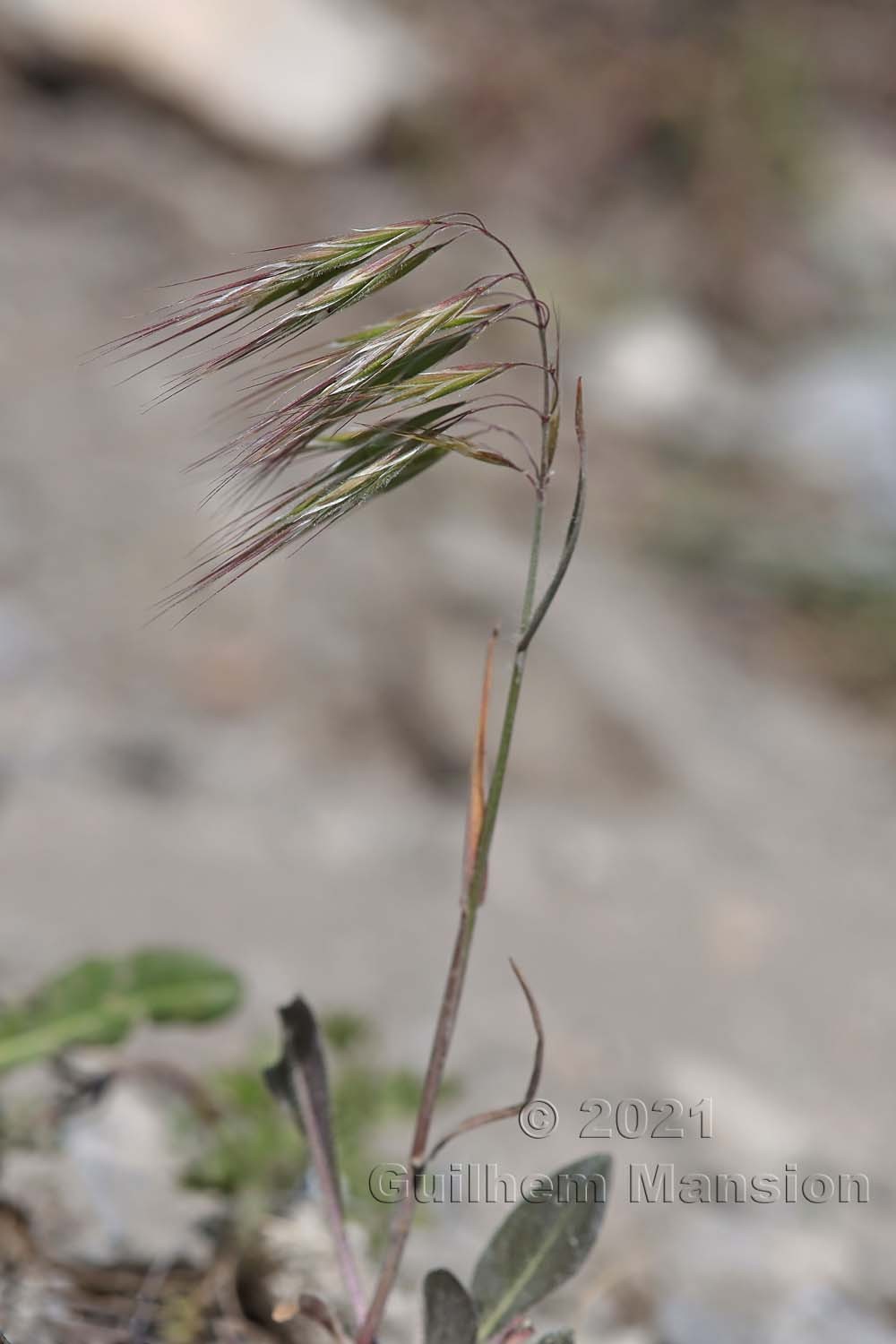 Bromus tectorum