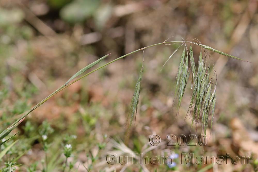 Bromus tectorum