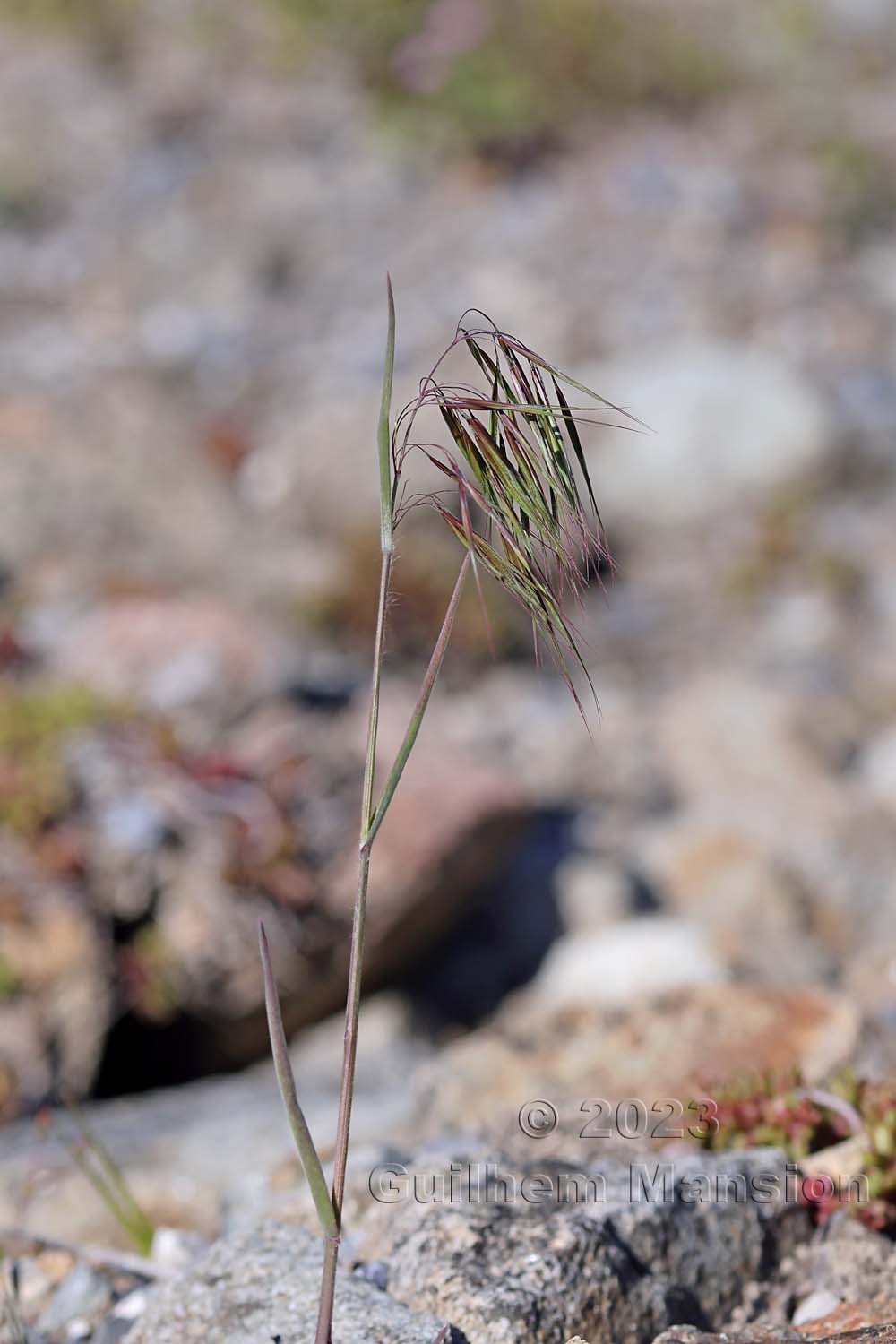 Bromus tectorum