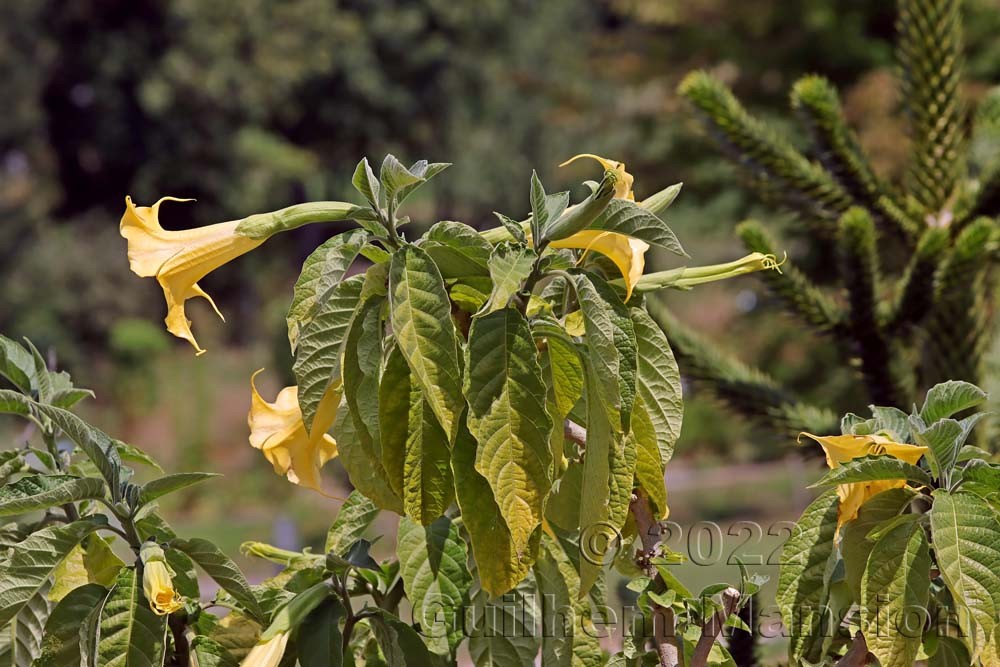 Brugmansia aurea