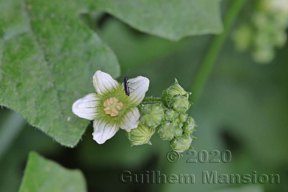 Bryonia dioica