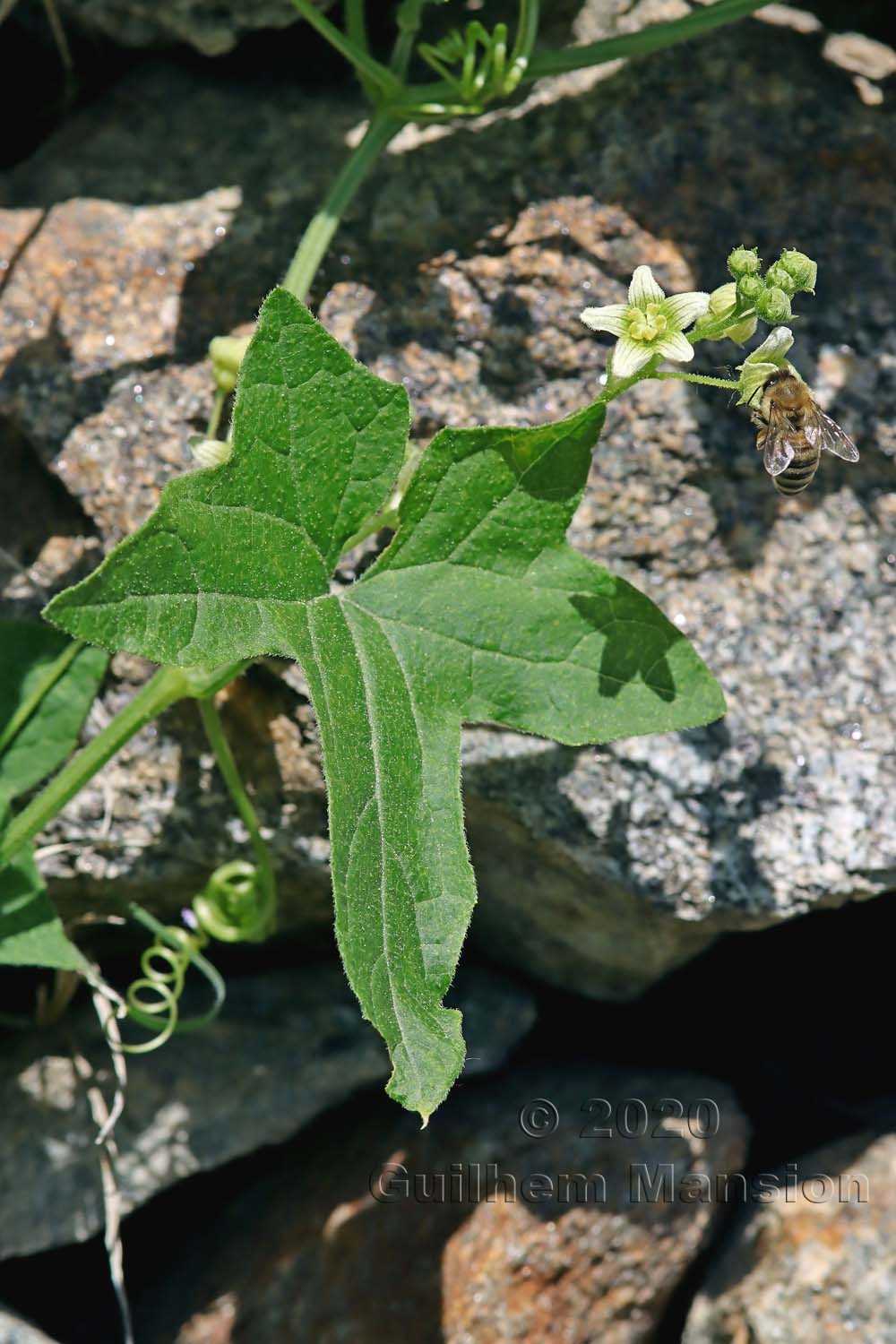 Bryonia dioica