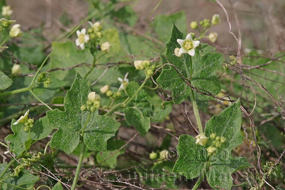 Bryonia dioica