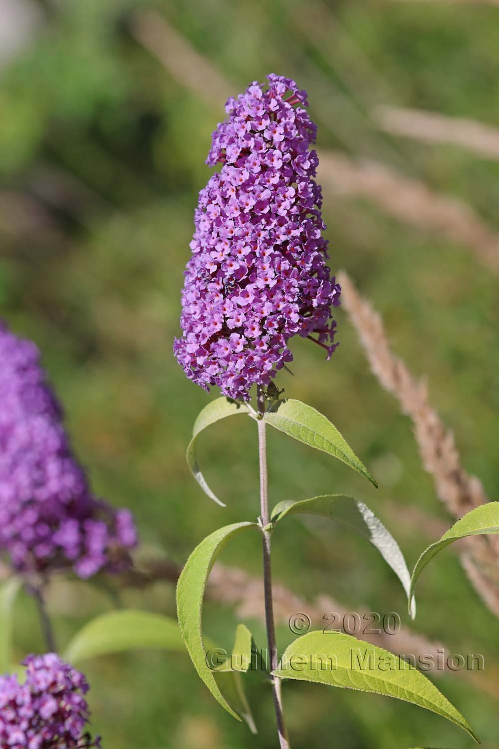 Buddleja davidii