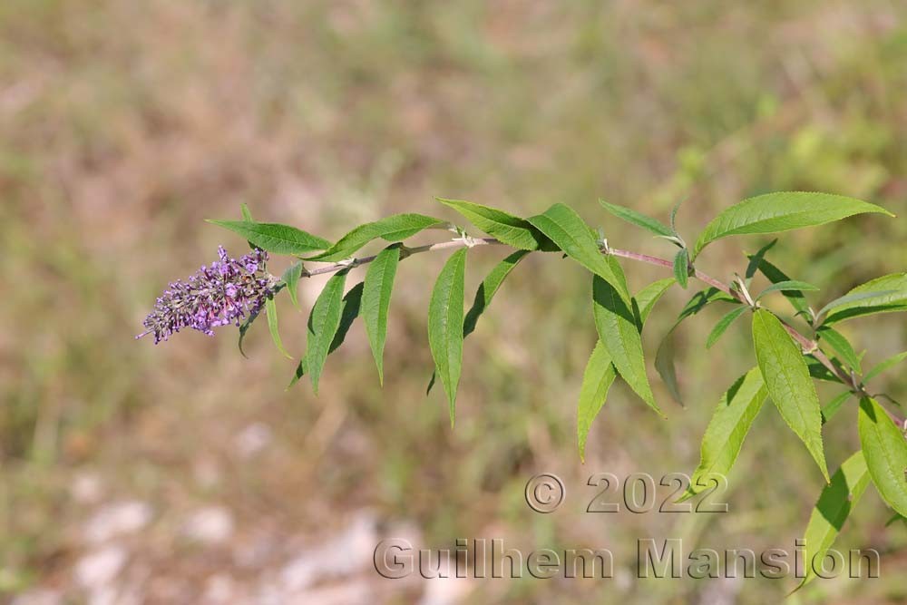 Buddleja davyi