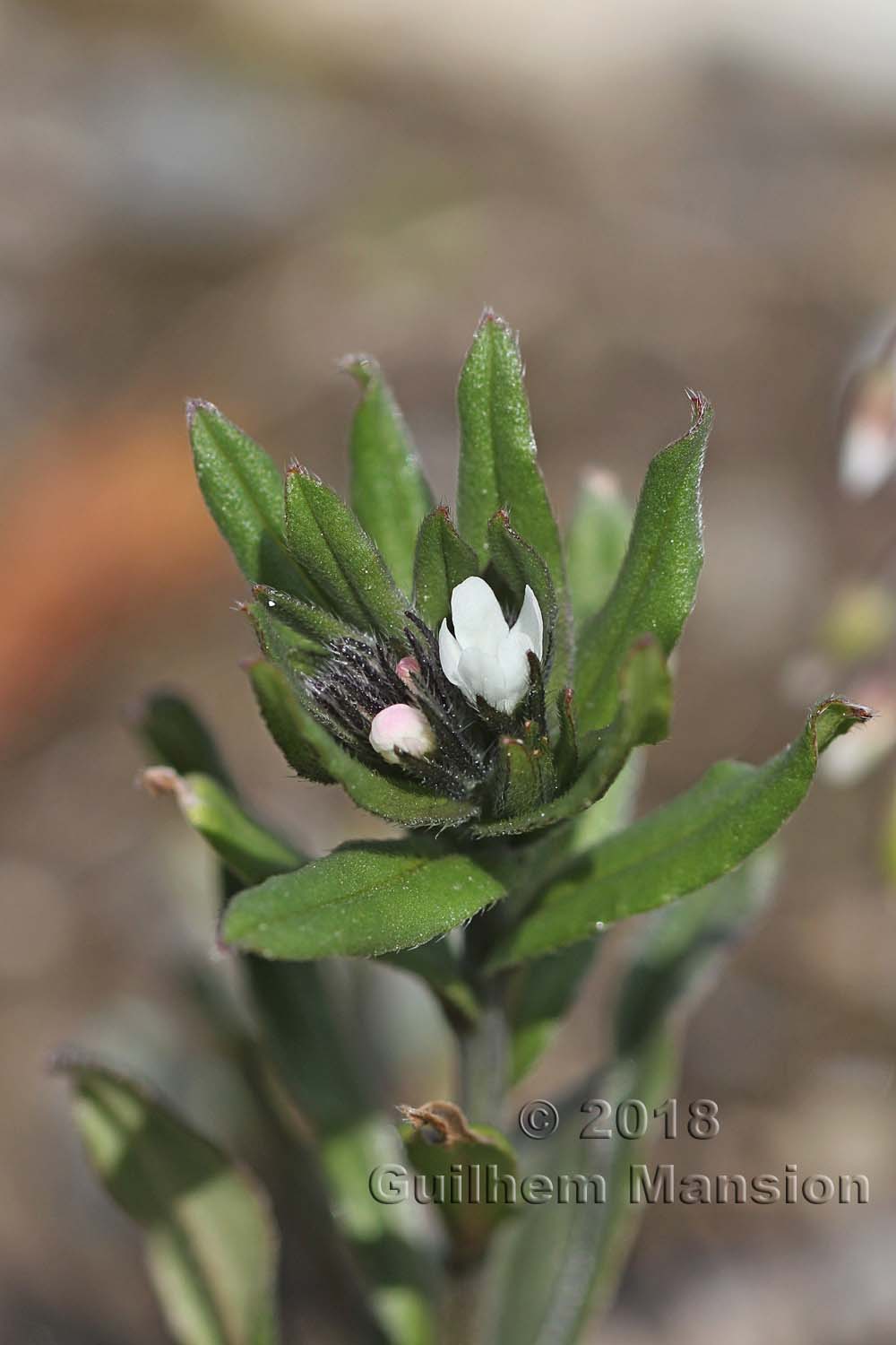 Buglossoides arvensis