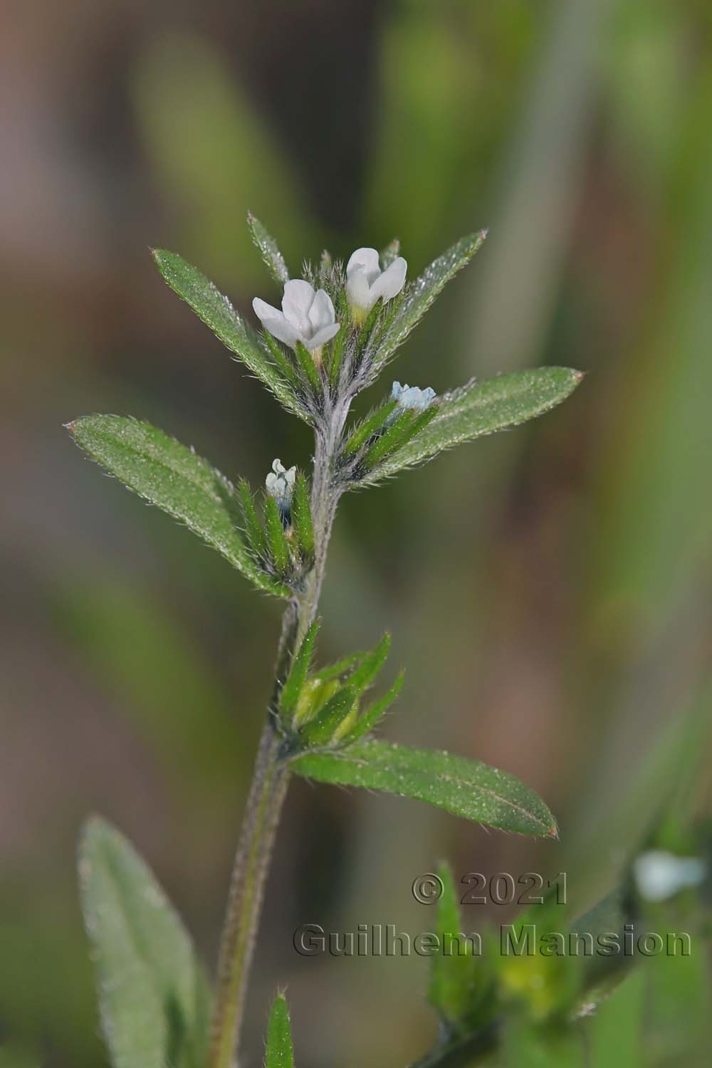 Buglossoides arvensis