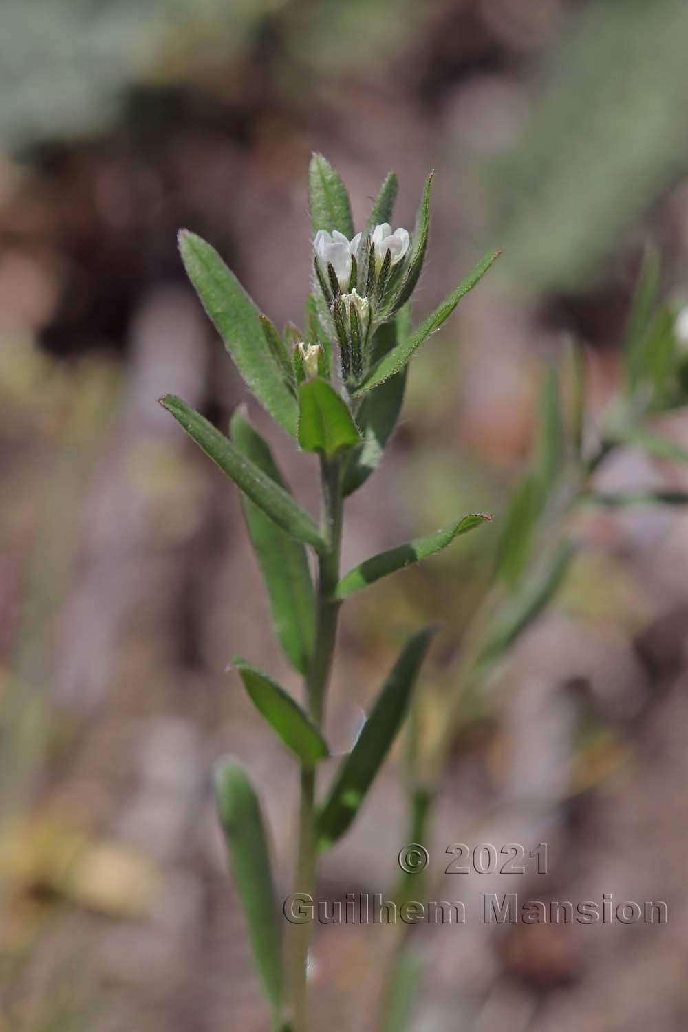 Buglossoides arvensis